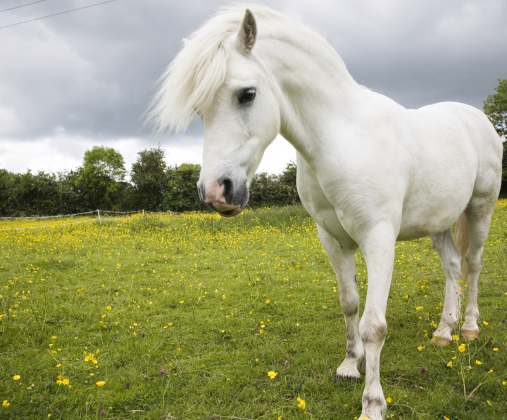 Reitanlage Berghausen, Landkreis Karlsruhe, Pfinztal, Reitanlage Karlsruhe, Remchingen, Bretten, Pensionspferd, Reitstall, Stall, Reiten, Ausritt, Pferde, Reitstunden, Einstellpferde, Einsteller, Reitturnier, Pfinztal, Berghausen, Reitunterricht