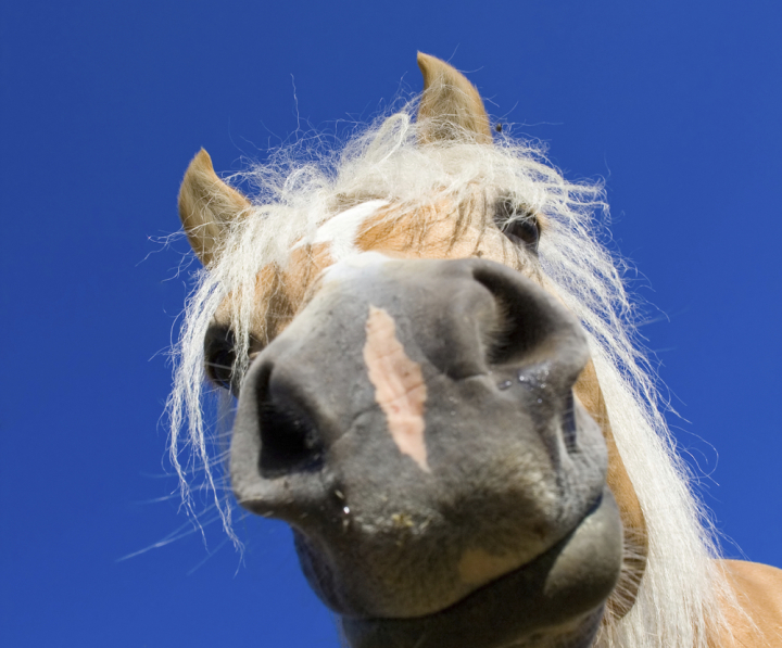 Reitanlage Berghausen, Landkreis Karlsruhe, Pfinztal, Reitanlage Karlsruhe, Remchingen, Bretten, Pensionspferd, Reitstall, Stall, Reiten, Ausritt, Pferde, Reitstunden, Einstellpferde, Einsteller, Reitturnier, Pfinztal, Berghausen, Reitunterricht